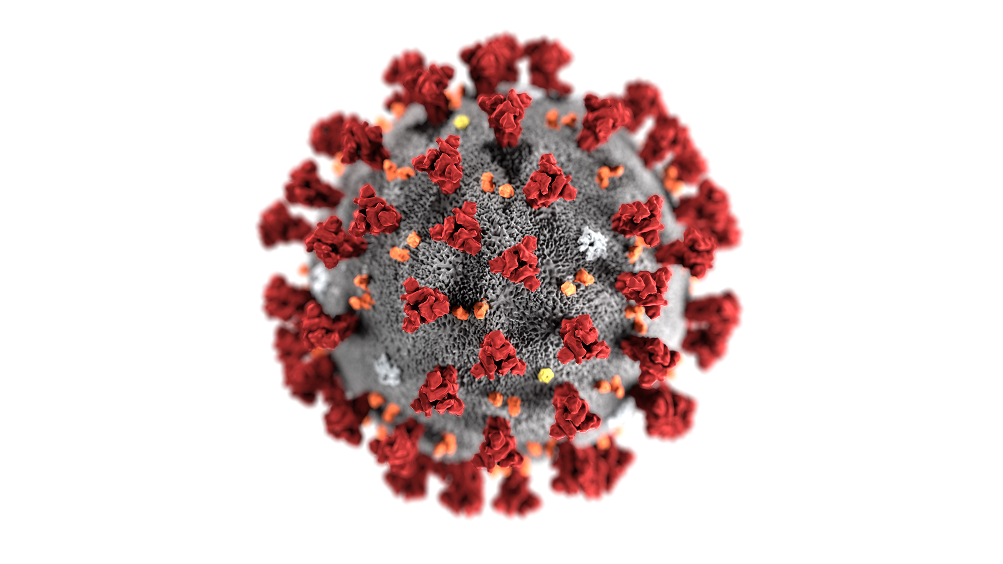 Maxi Mind Learning’s Response to the COVID-19 Virus