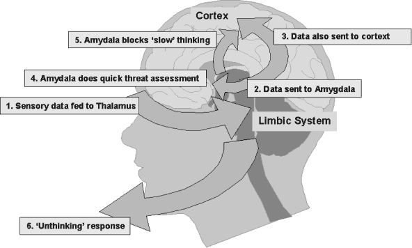 amygdala