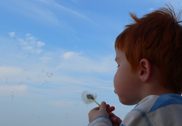 boy blowing dandelion seeds